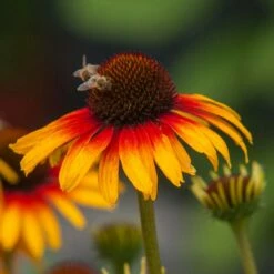 Echinacea 'Parrot' (Fine Feathered Series)