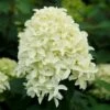 Hydrangea Paniculata Skyfall ('Frenne') (PBR) -plant store pl2000033503