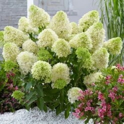 Hydrangea Paniculata Skyfall ('Frenne') (PBR) -plant store pl2000033503 card3 lg