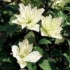 Clematis 'Star' (PBR) 1 Clematis 'Star' (PBR) -plant store pl2000033504