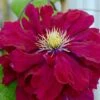 Clematis Charmaine ('Evipo022') (PBR) -plant store pl2000033505