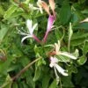 Lonicera Japonica 'Dart's World' -plant store pl2000033507