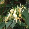 Lonicera Similis Var. Delavayi -plant store pl2000033508