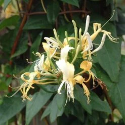 Lonicera Similis Var. Delavayi
