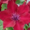 Clematis Nubia ('Evipo079') (PBR) 1 Clematis Nubia ('Evipo079') (PBR) -plant store pl2000033513