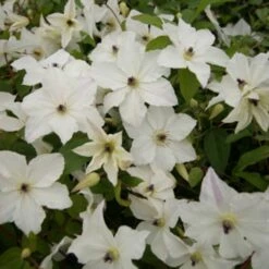 Clematis Forever Friends ('Zofofri') (PBR) -plant store pl2000033515 card2 lg
