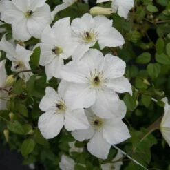 Clematis Forever Friends ('Zofofri') (PBR) -plant store pl2000033515 card3 lg