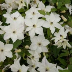 Clematis Forever Friends ('Zofofri') (PBR) -plant store pl2000033515 card4 lg