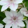 Clematis Corinne ('Evipo063') (PBR) (Boulevard Series) -plant store pl2000033535
