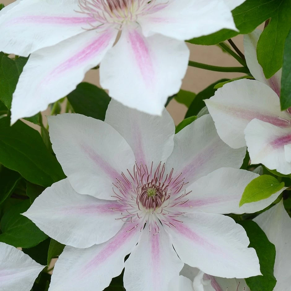 Clematis Corinne ('Evipo063') (PBR) (Boulevard Series) 3 Clematis Corinne ('Evipo063') (PBR) (Boulevard Series)