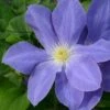 Clematis Diana's Delight ('Evipo026') (PBR) (Boulevard Series) 2 Clematis Diana's Delight ('Evipo026') (PBR) (Boulevard Series) -plant store pl2000033540