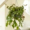 Aeschynanthus Longicaulis -plant store pl2000033576