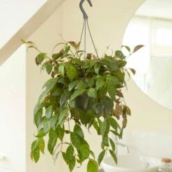 Aeschynanthus Longicaulis 7 Aeschynanthus Longicaulis -plant store pl2000033576 card3 lg