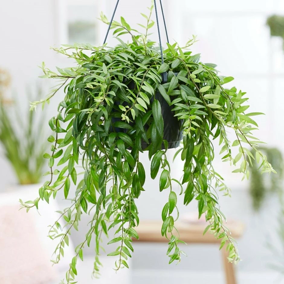 Aeschynanthus Japhrolepis 3 Aeschynanthus Japhrolepis