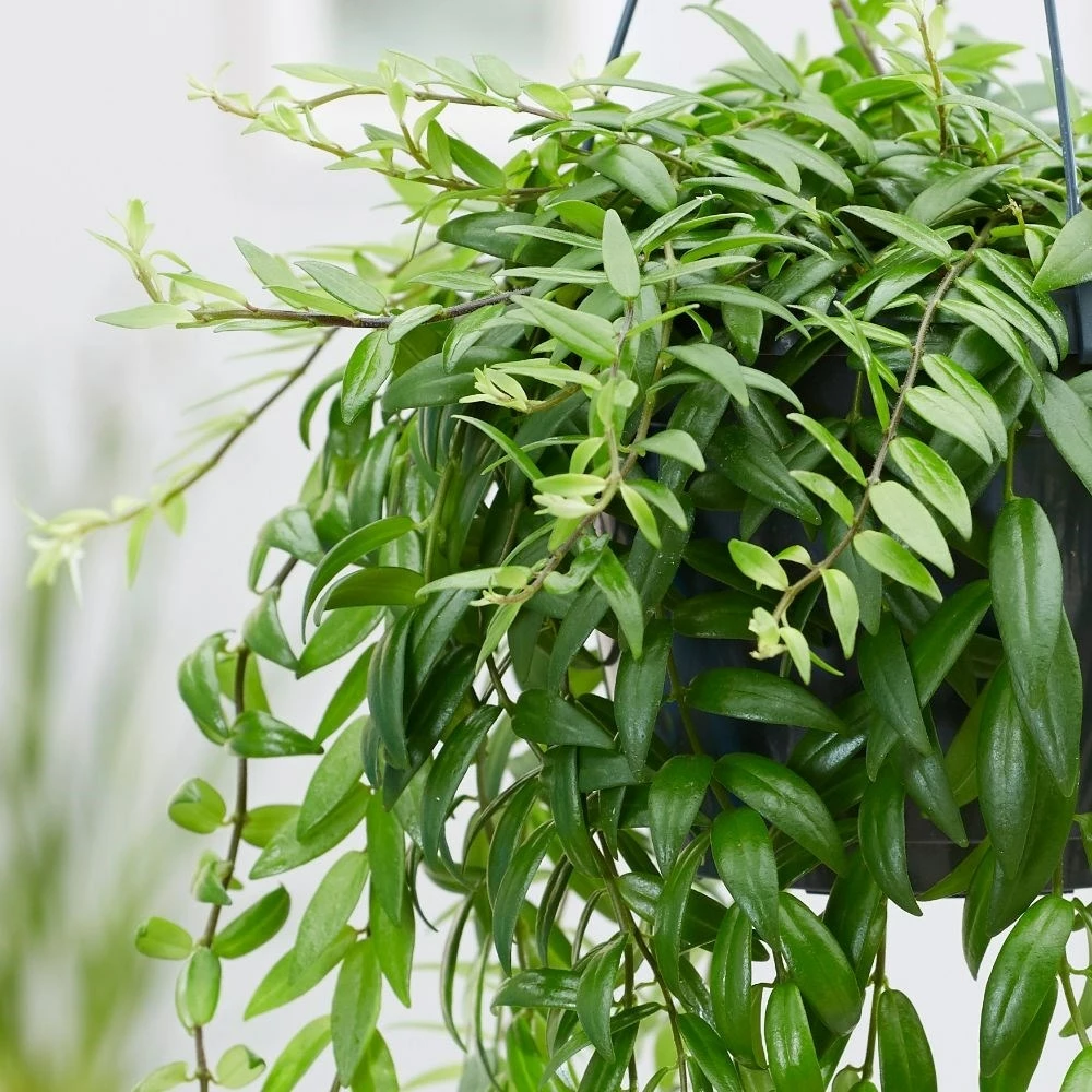 Aeschynanthus Japhrolepis 4 Aeschynanthus Japhrolepis - Image 2