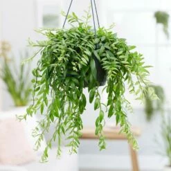 Aeschynanthus Japhrolepis 7 Aeschynanthus Japhrolepis -plant store pl2000033578 card3 lg