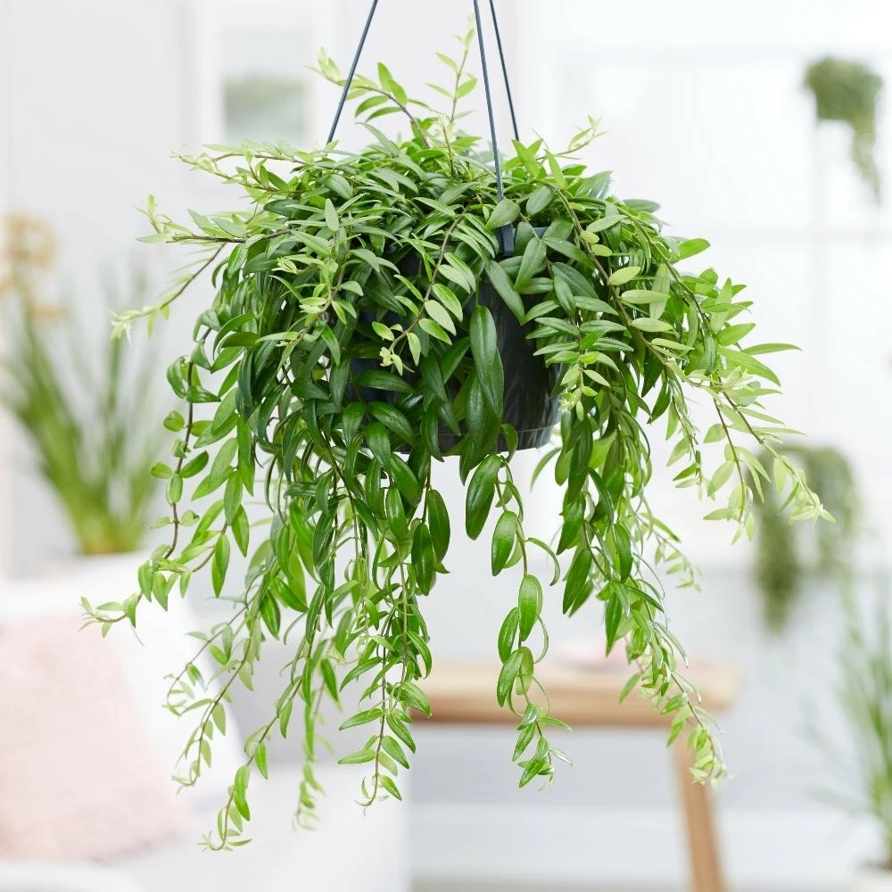 Aeschynanthus Japhrolepis 5 Aeschynanthus Japhrolepis - Image 3