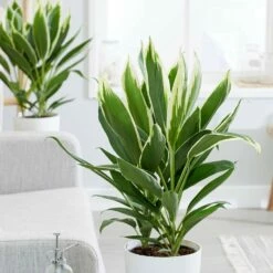 Cordyline Fruticosa 'Conga'