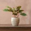 Aglaonema 'Crete' -plant store pl2000033583