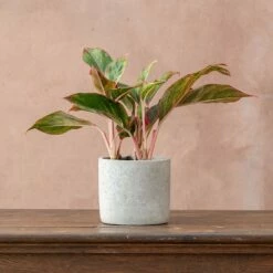 Aglaonema 'Crete' -plant store pl2000033583 card3 lg