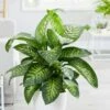 Dieffenbachia 'Tropic Snow' 2 Dieffenbachia 'Tropic Snow' -plant store pl2000033600