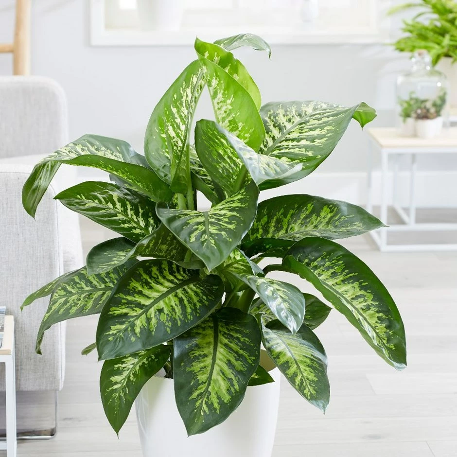 Dieffenbachia 'Tropic Snow' 3 Dieffenbachia 'Tropic Snow'