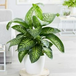 Dieffenbachia 'Tropic Snow' 7 Dieffenbachia 'Tropic Snow' -plant store pl2000033600 card3 lg