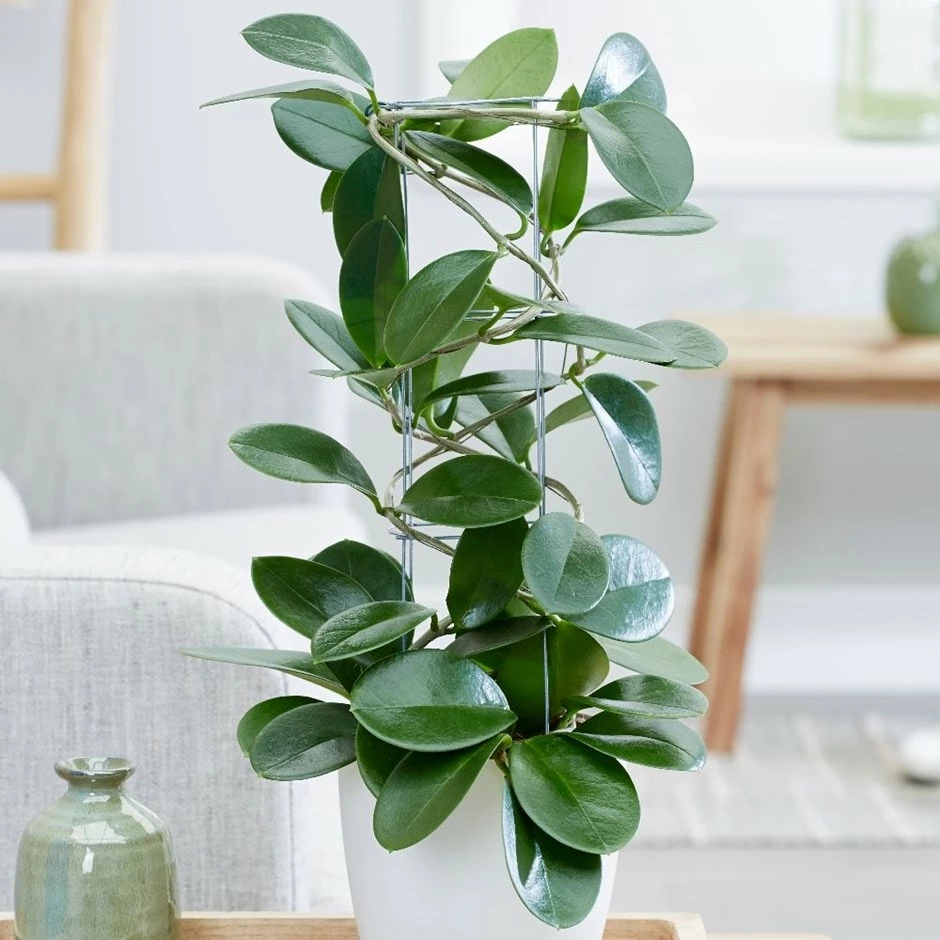 Hoya Australis 3 Hoya Australis