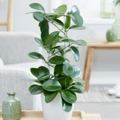 Hoya Australis 9 Hoya Australis -plant store pl2000033605 card4 lg