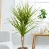 Dracaena Marginata 'Sunray' (PBR) 1 Dracaena Marginata 'Sunray' (PBR) -plant store pl2000033607