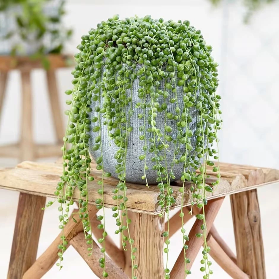 Curio Rowleyanus 3 Curio Rowleyanus