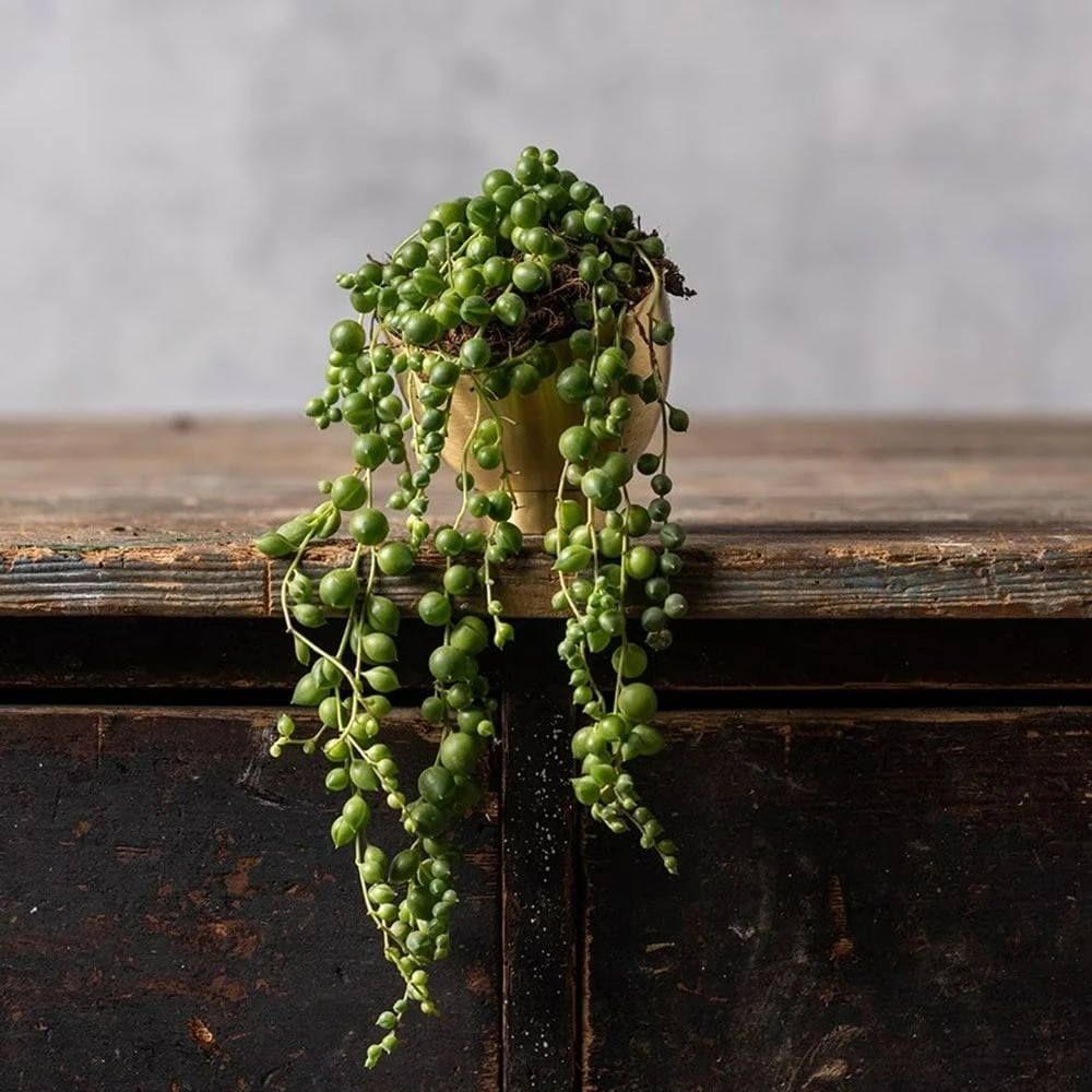 Curio Rowleyanus 4 Curio Rowleyanus - Image 2