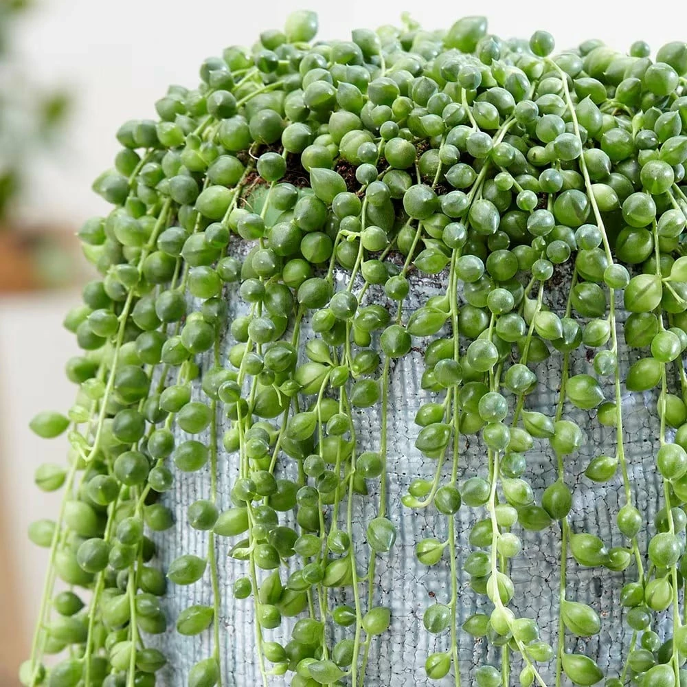 Curio Rowleyanus 6 Curio Rowleyanus - Image 4