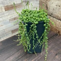 Curio Rowleyanus 11 Curio Rowleyanus -plant store pl2000033731 card5 lg