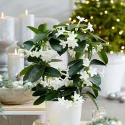 Stephanotis Floribunda