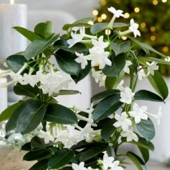 Stephanotis Floribunda -plant store pl2000034245 card3 lg