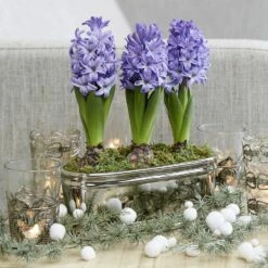 Scented Blue Hyacinths In A Round Silver Ceramic Bowl