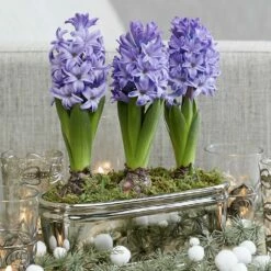Scented Blue Hyacinths In A Round Silver Ceramic Bowl -plant store pl2000034247 card3 lg