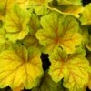 Heuchera 'Electra' (PBR) -plant store pl2000034307