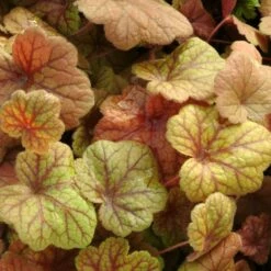 Heuchera 'Electra' (PBR) -plant store pl2000034307 card3 lg