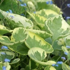 Brunnera Macrophylla 'Hadspen Cream'