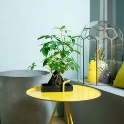 Schefflera Arboricola 'Nora' -plant store pl2000034367 card3 lg