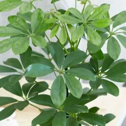 Schefflera Arboricola 'Nora' -plant store pl2000034367 card4 lg