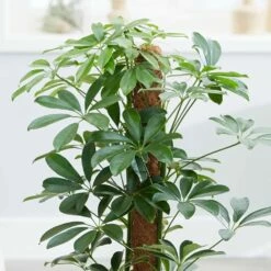 Schefflera Arboricola 'Nora' -plant store pl2000034367 card5 lg