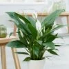 Spathiphyllum Bingo Cupido ('Spapril') (PBR) 2 Spathiphyllum Bingo Cupido ('Spapril') (PBR) -plant store pl2000034375