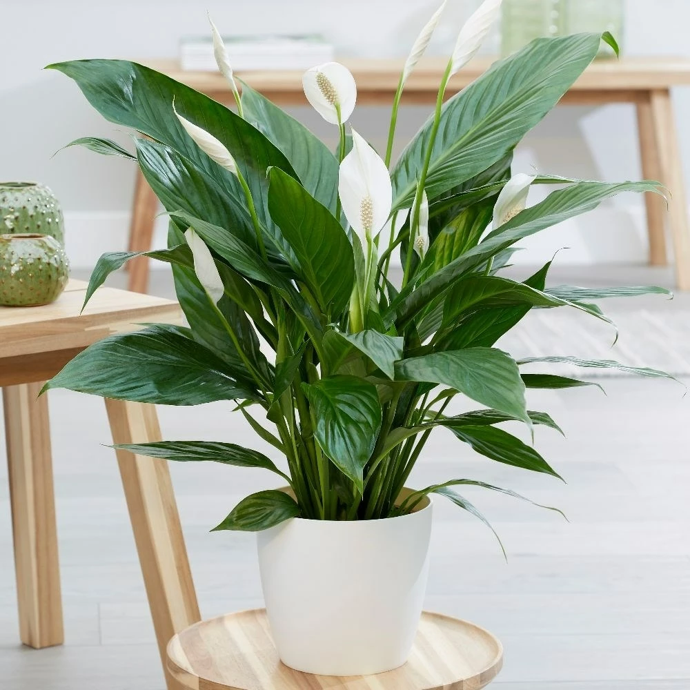 Spathiphyllum Bingo Cupido ('Spapril') (PBR) 5 Spathiphyllum Bingo Cupido ('Spapril') (PBR) - Image 3