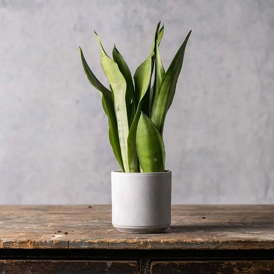 Sansevieria Trifasciata 'Moonshine' 3 Sansevieria Trifasciata 'Moonshine'