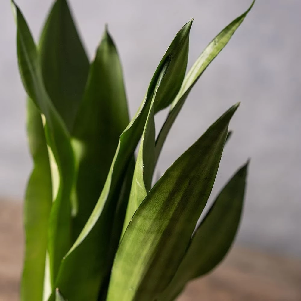 Sansevieria Trifasciata 'Moonshine' 5 Sansevieria Trifasciata 'Moonshine' - Image 3