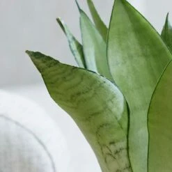 Sansevieria Trifasciata 'Moonshine' 9 Sansevieria Trifasciata 'Moonshine' -plant store pl2000034376 card4 lg