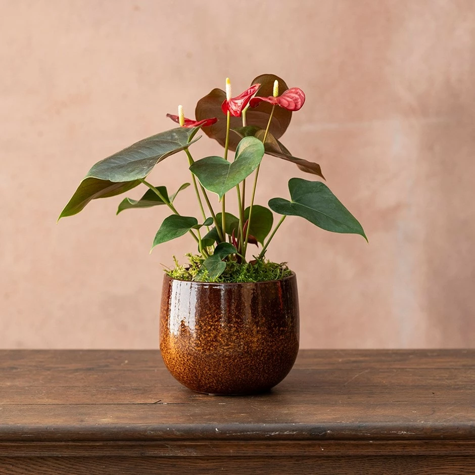 Anthurium Coral Champion ('Anthdotfan') (PBR) 3 Anthurium Coral Champion ('Anthdotfan') (PBR)